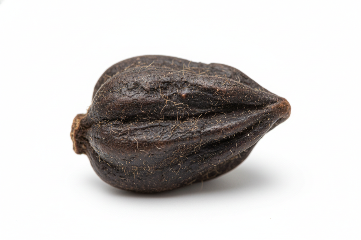 icon realistisch png weißer Hintergrund Moschus