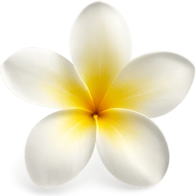 Frangipani