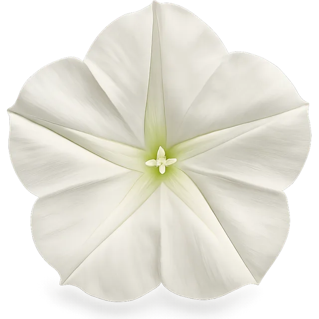 Mondblume