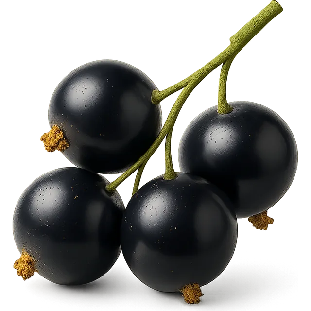 Schwarze Johannisbeere