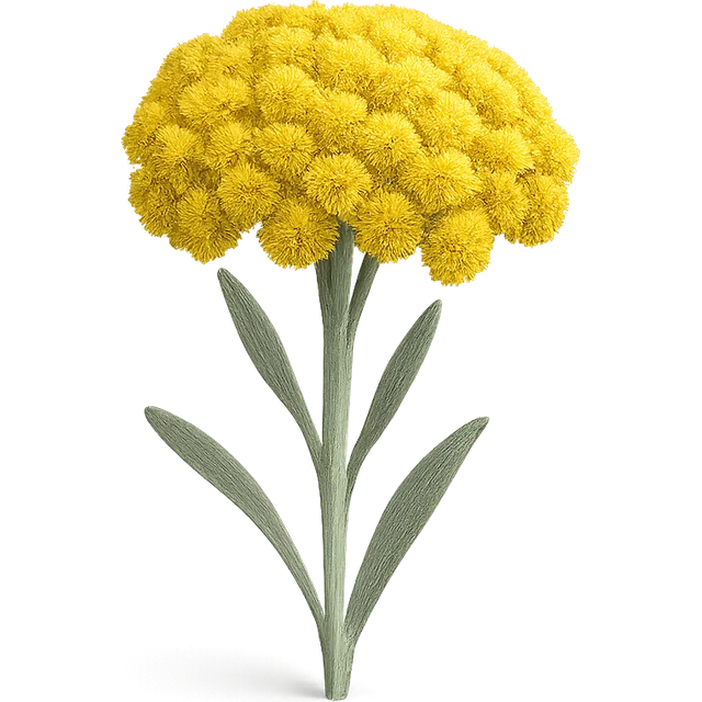 Unsterblichkeitsblume