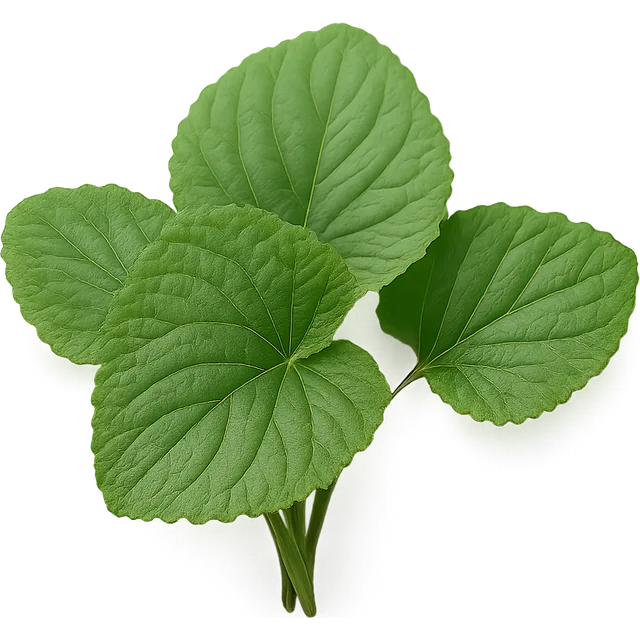 Veilchenblatt